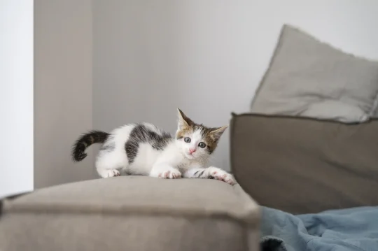 Jak oduczyć kota drapania mebli