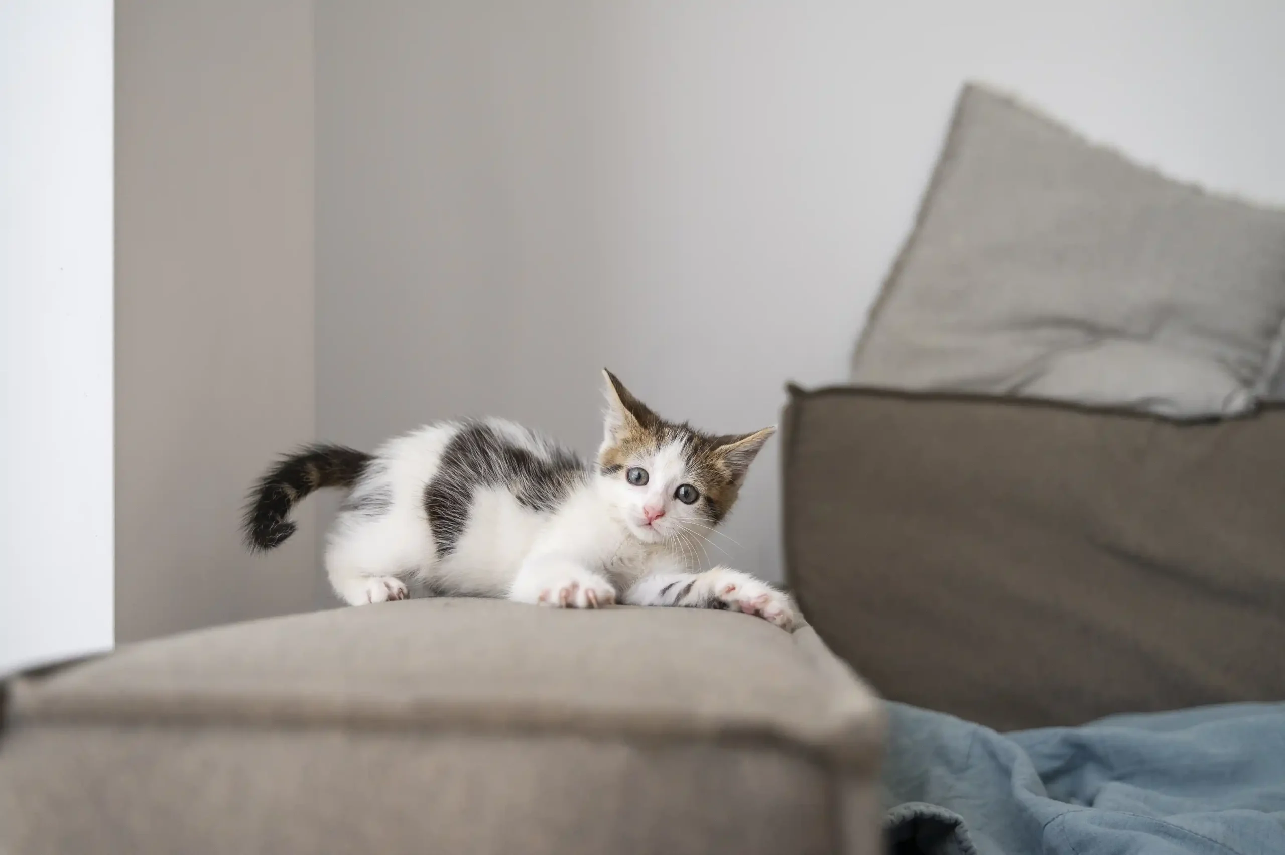 Jak oduczyć kota drapania mebli