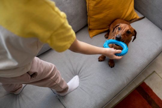 Meble przyjazne czworonogom – jakie tkaniny są przyjazne zwierzętom?